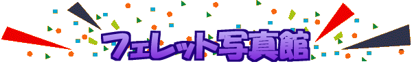 �t�F���b�g�ʐ^��